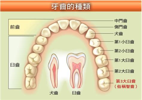 牙齒丟哪裡